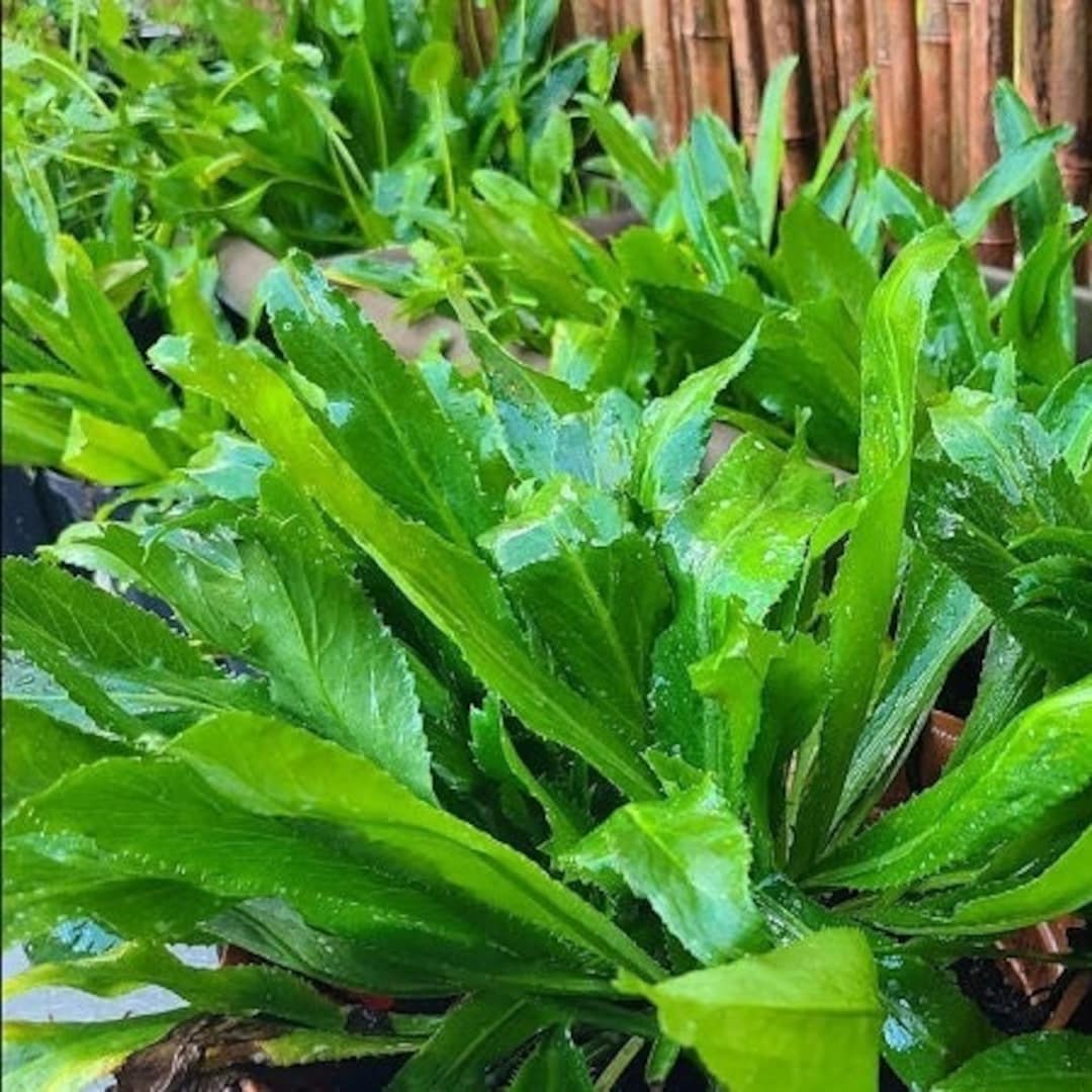 Green Vietnamese Culantro Plant Seeds for Gardening and Cooking – Fresh Herb for Your Garden