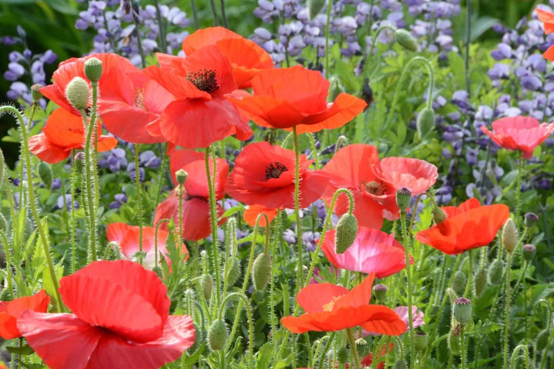 Shirley Single Mix Poppy Papaver Rhoeas Flowering Seeds For Planting