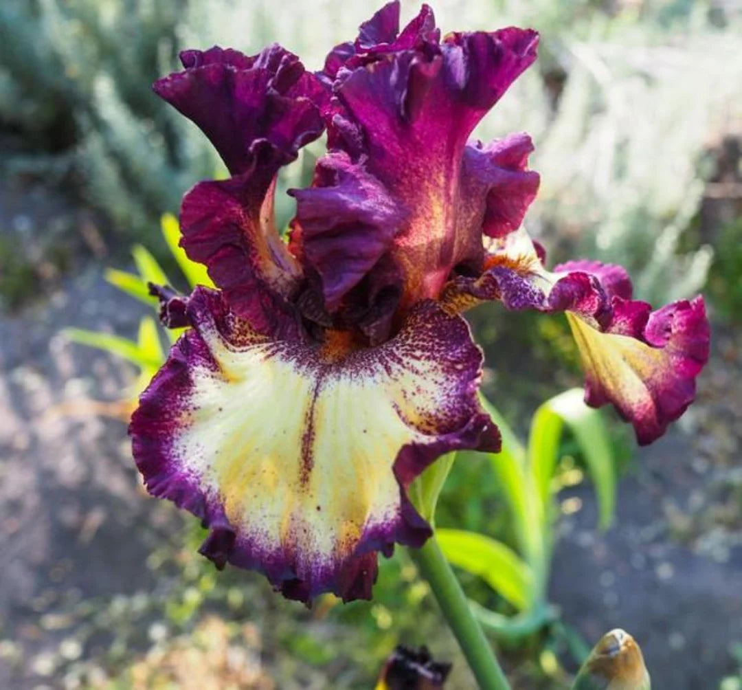 Bearded Iris - Blood Moon