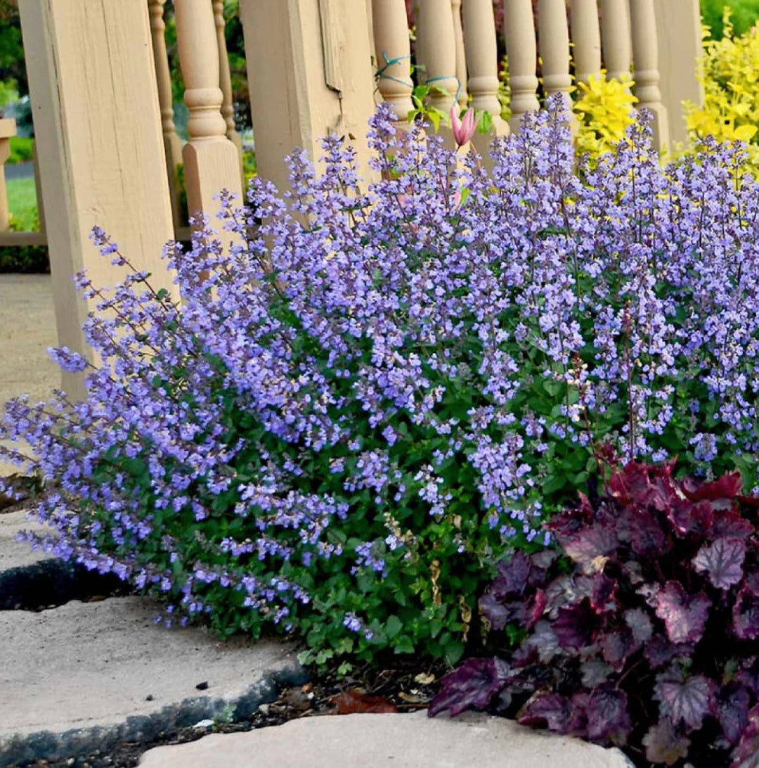 Catmint Nepeta Mussinii Seeds – Blue ( Seeds)
