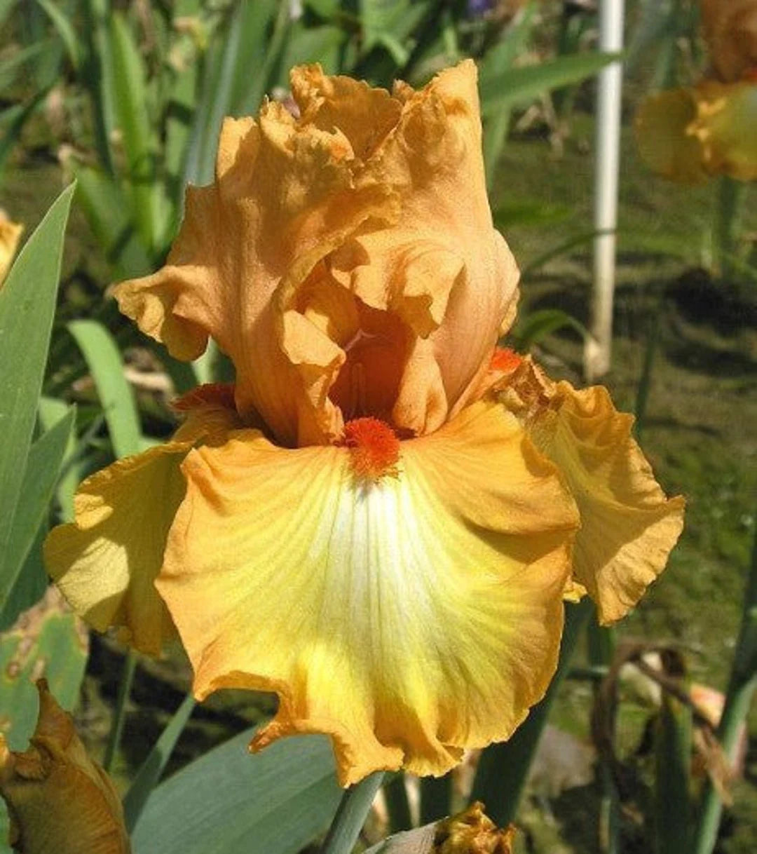 Bearded Iris - Great Balls of Fire