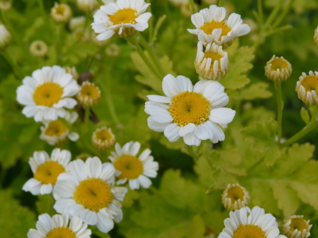 Feverfew Aureum Seeds