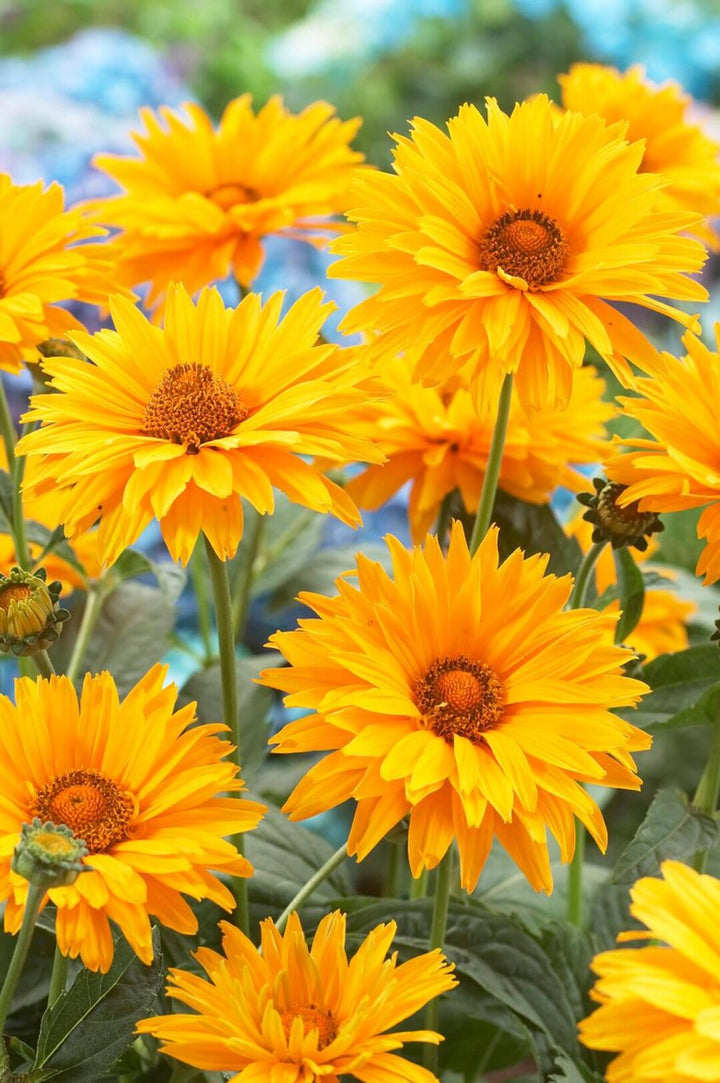 Yellow Heliopsis Flower Seeds for Planting, 100 pcs