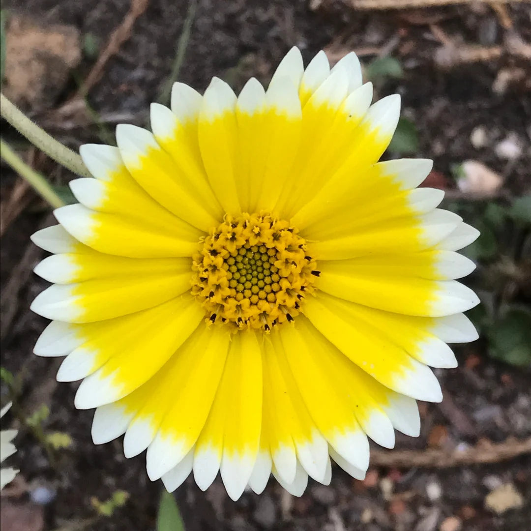 Tidy Tips seeds - Flower Layia platyglossa - Delicate and Cheerful Ye – Heirloom, Non-GMO, High Germination Organic Garden Seeds