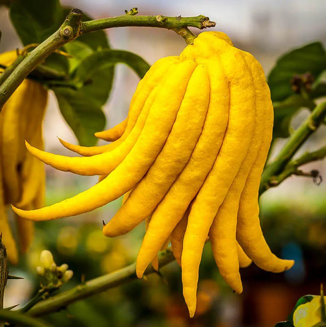 Sarcodactylis Vegetable Seeds for Planting heirloom & Non-GMO Seeds
