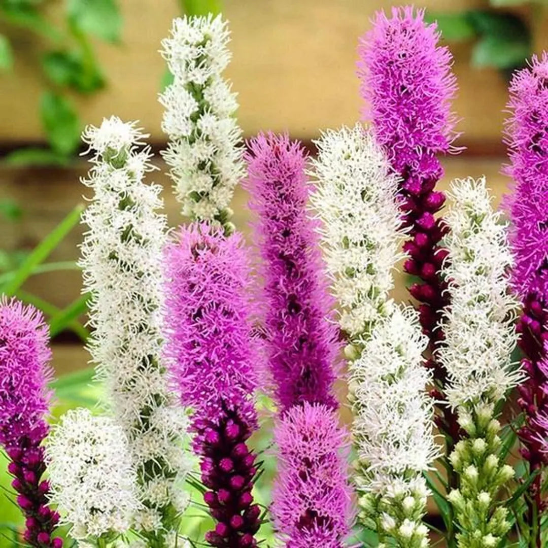 Liatris spicata/Blazing Star - Blue & White Mix