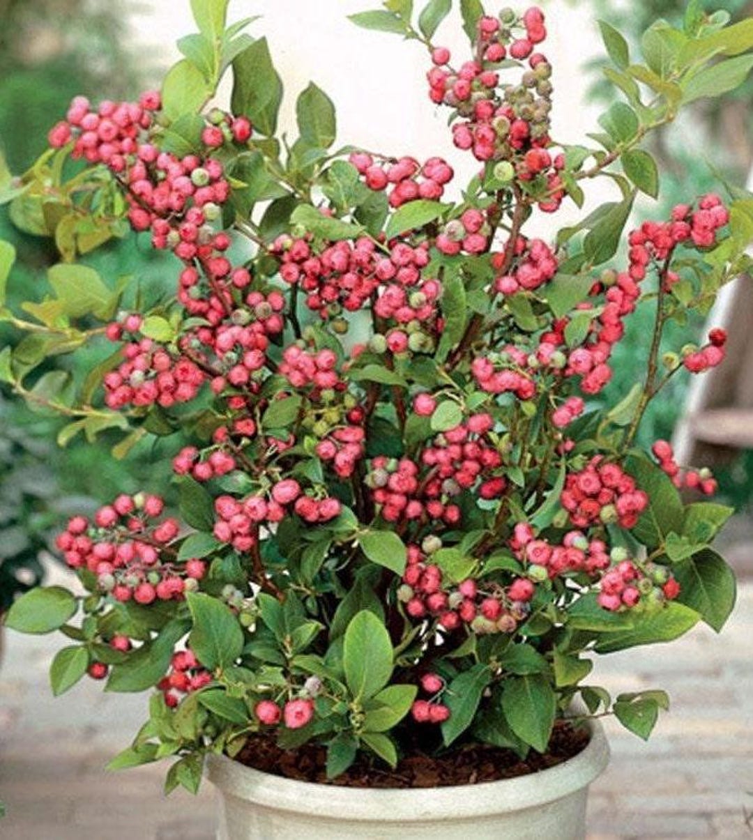 Pink Lemonade Blueberry (Vaccinium corymbosum) – Sweet & Tangy Pink Berries