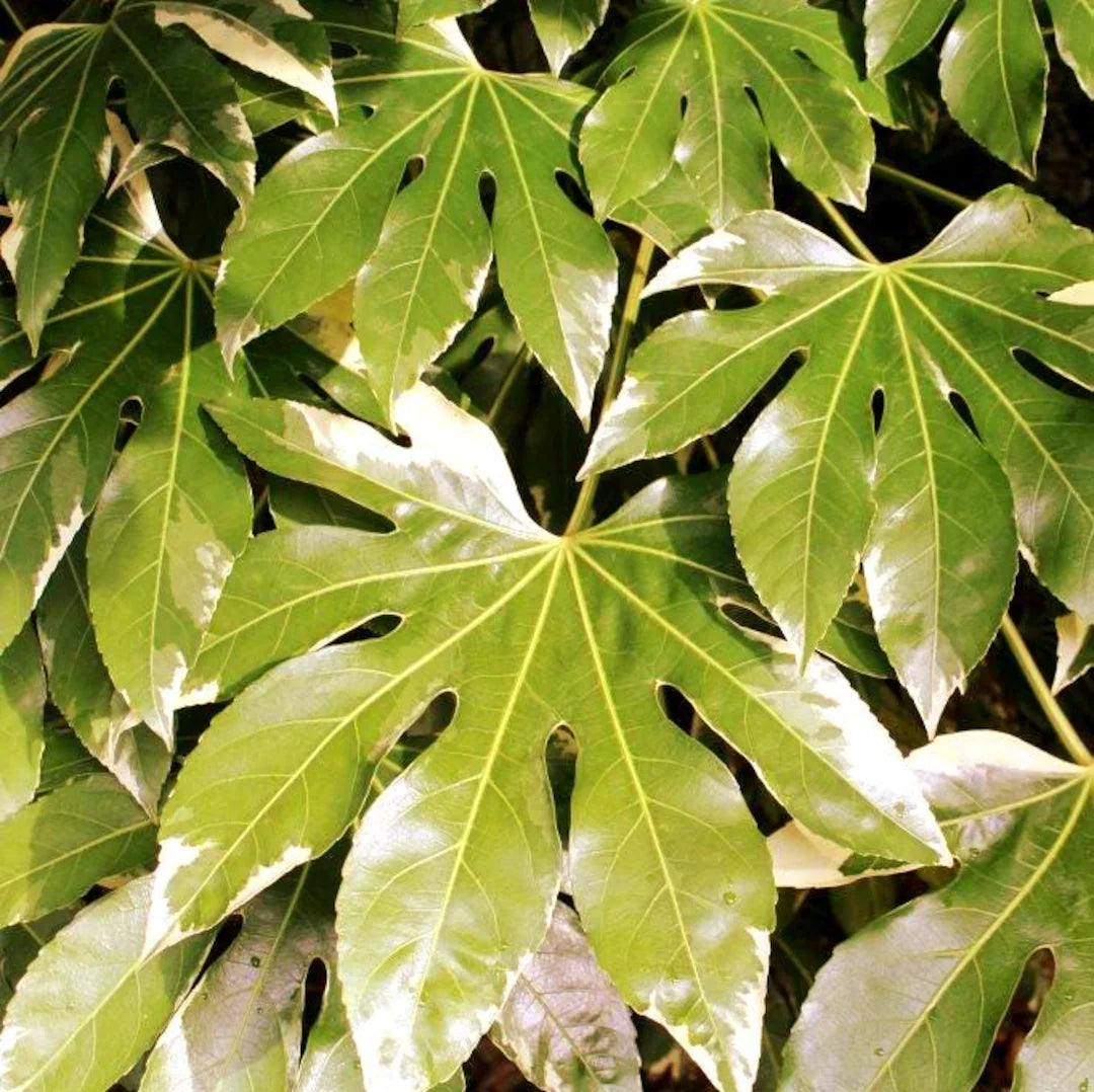 Green Fatsia Aralia Plant Seeds for Planting heirloom & Non-GMO Seeds