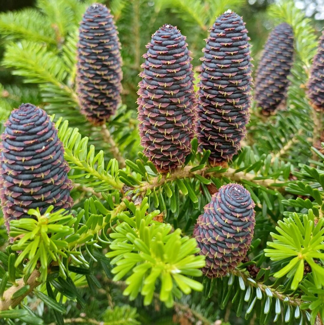 Organic Abies Koreana Plant Seeds for Planting – Heirloom, Non-GMO