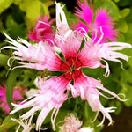 dianthus spooky mix flower beds in full bloom

