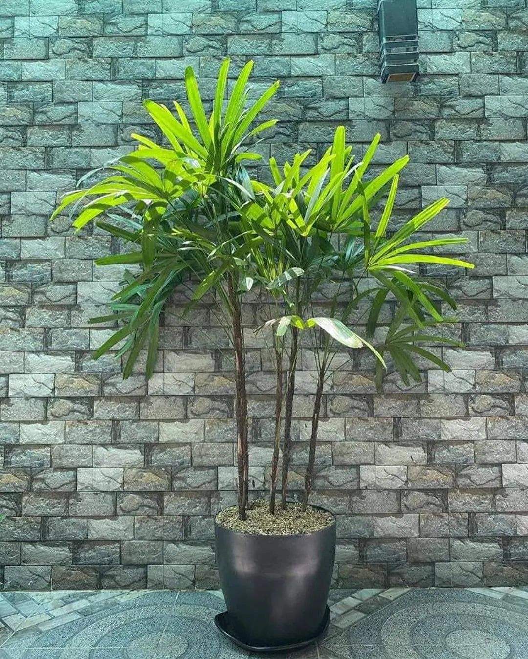 Green Rhapis Seeds – Elegant Palm Variety-Heirloom & Non-GMO Seeds for planting – Fresh Herb for Your Garden