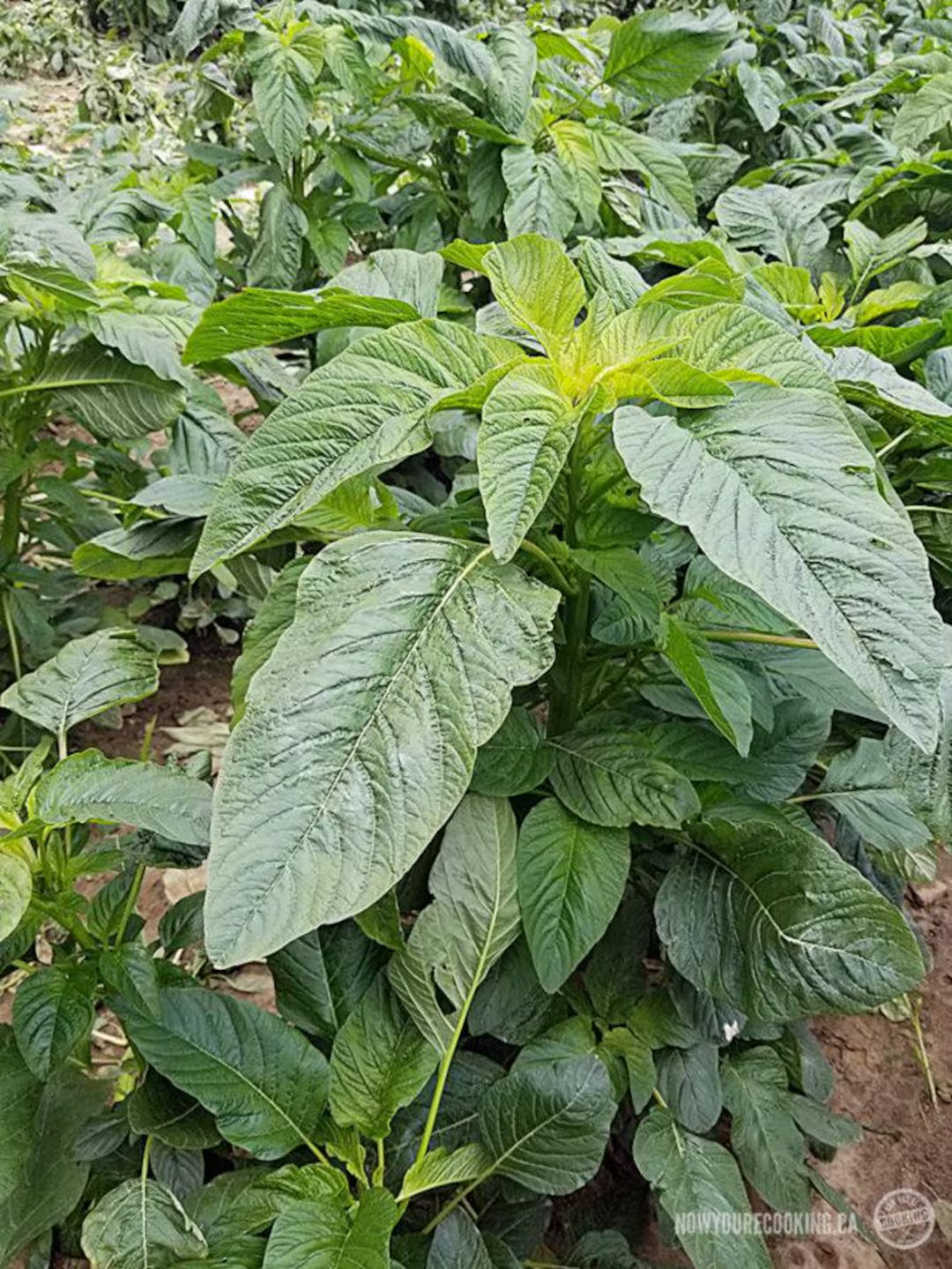 Violet Jamaican Chttps://www.amazon.com/Jamaican-CALLALOO-Amaranth-Organic-Heirloom/dp/B073P78VJ6allaloo Seeds for Planting heirloom & Non-GMO Seeds