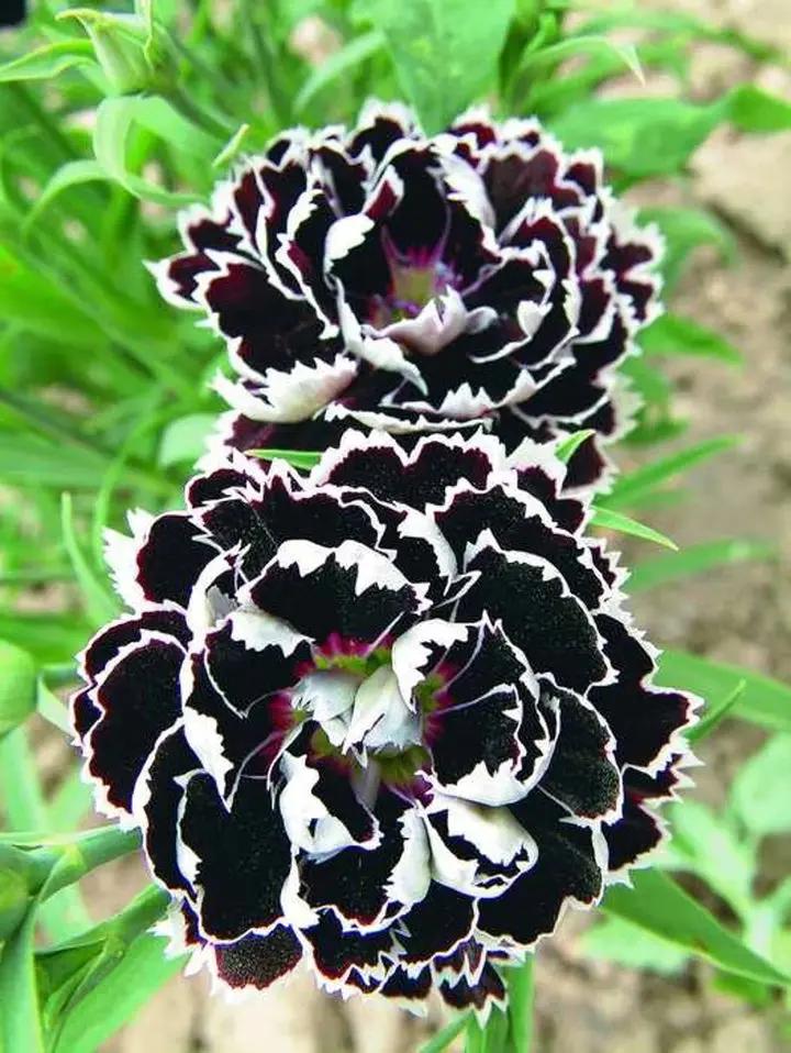 Dianthus Chianti Clove Flower Seeds for Planting - NON GMO Seeds Dhara Seeds