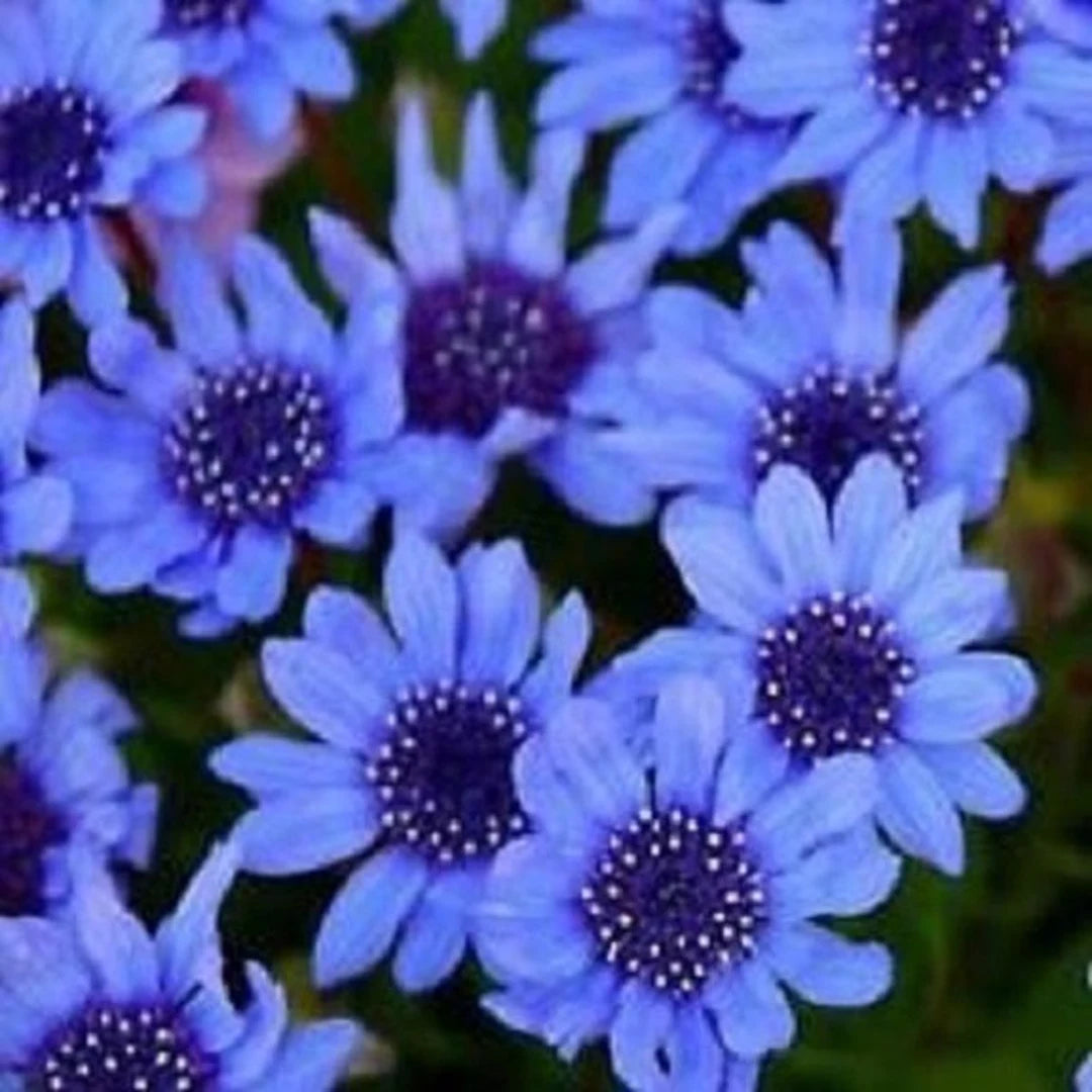Organic Blue Bellis Perennis Seeds for Planting – Heirloom, Non-GMO