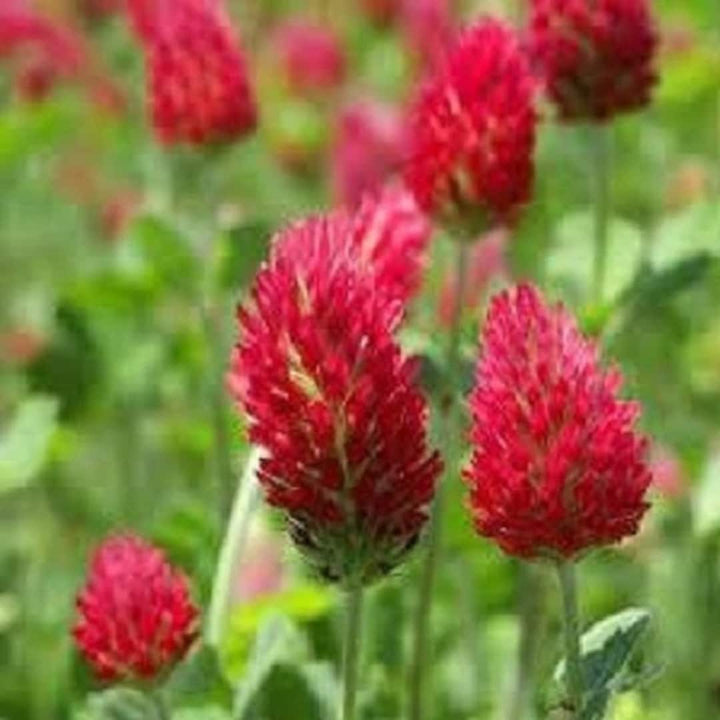 Red Clover Flower Seeds for Planting, 100