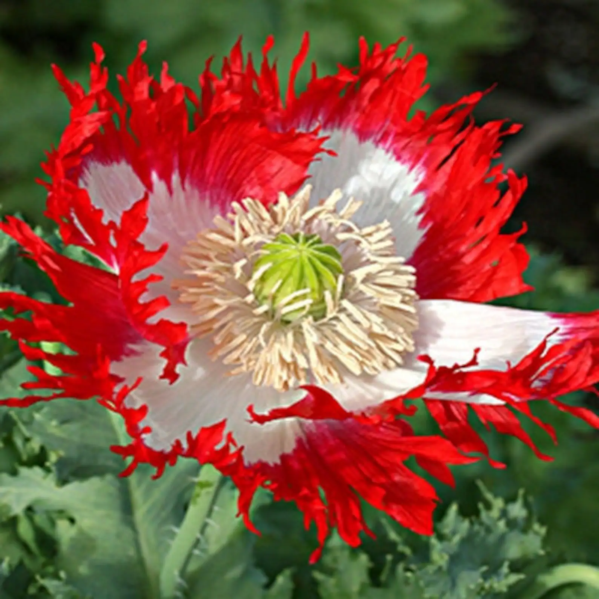 Danish Flag Poppy Flower Seeds For Planting P Somniferum – Heirloom, Non-GMO, High Germination Organic Garden Seeds