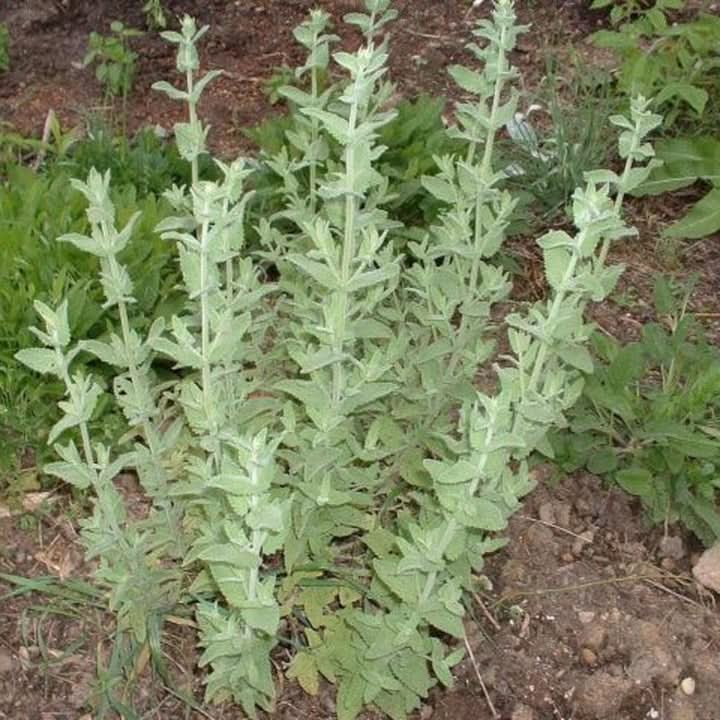Greek Catnip (Nepeta parnassica) Plant Seeds for Planting