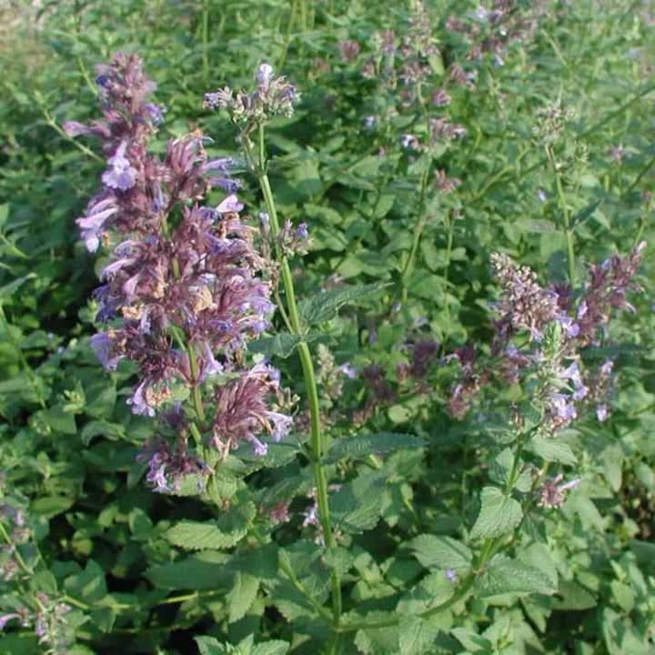 Greek Catnip (Nepeta parnassica) Plant Seeds for Planting