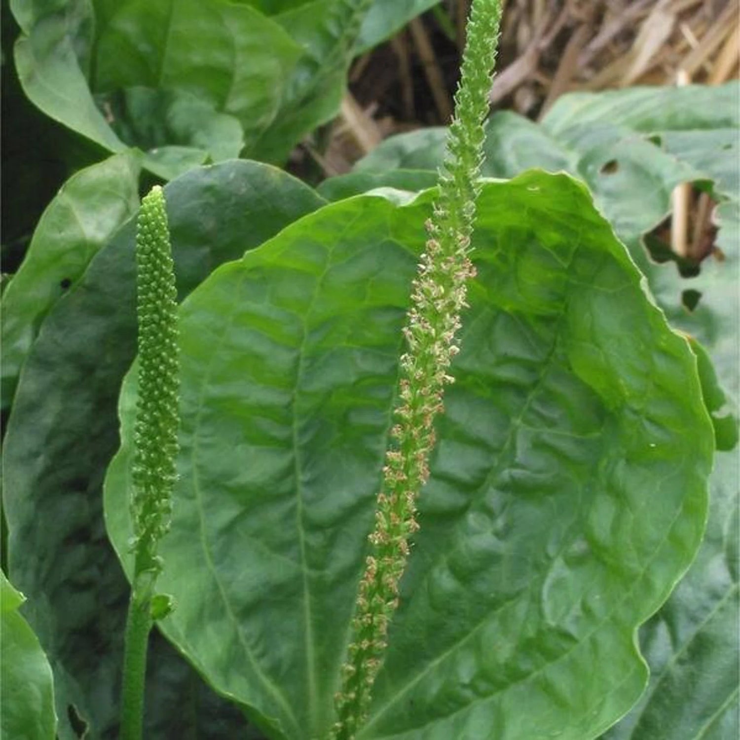 Green Plantago Major Seeds for Planting - heirloom & Non-GMO Seeds