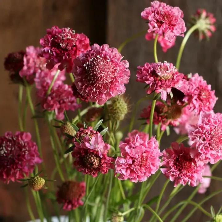 Scabiosa Salmon Rose Flower Seeds for Planting - Heirloom & Non-GMO Garden Seeds Dhara Seeds