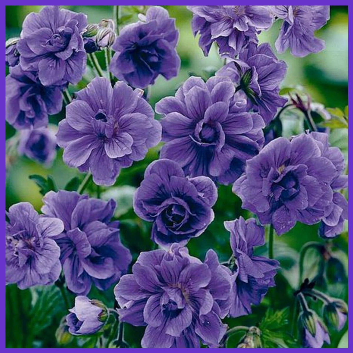 Purple (Purple scientific name) for planting in garden