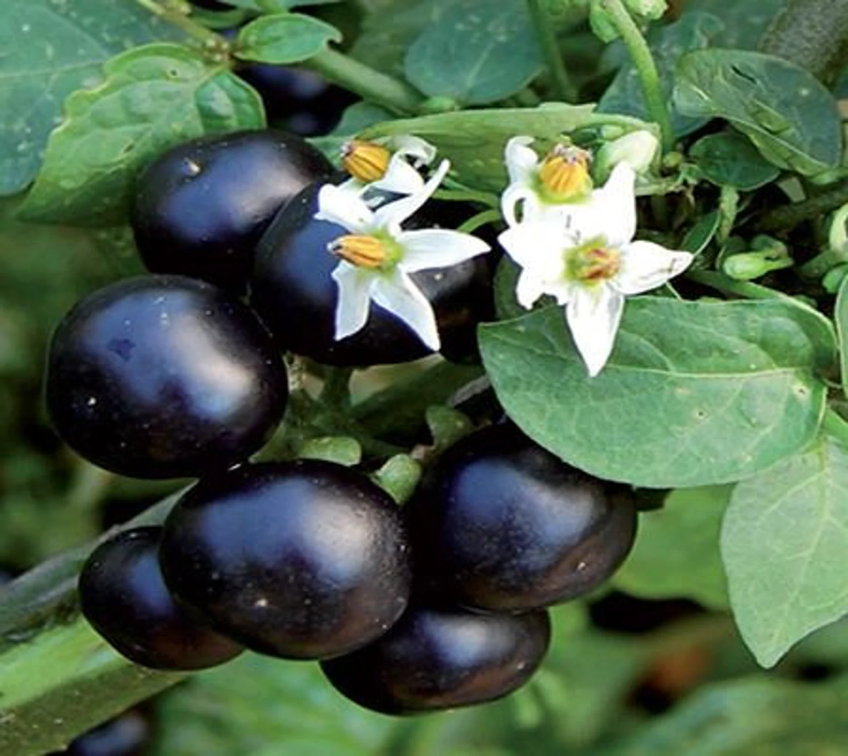 Dusk Huckleberry Seeds or Seeds Flower Flower Seeds – Heirloom, Non-GMO, High Germination Organic Garden Seeds