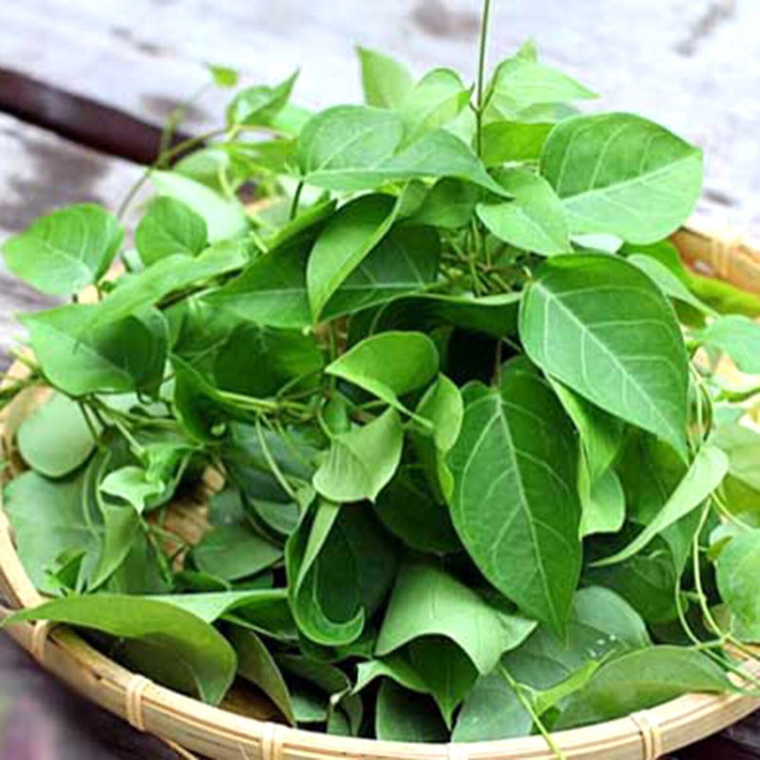RIVER LEAF VINE SEEDS HAT LÁ GIANG HIGH GERMINATION RATE – Heirloom, Non-GMO, High Germination Organic Garden Seeds