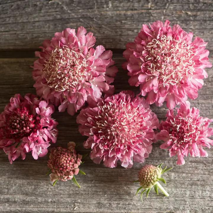 Scabiosa Salmon Rose Flower Seeds for Planting - Heirloom & Non-GMO Garden Seeds Dhara Seeds