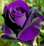Purple Rose Plant Seeds for Planting - Heirloom Non-GMO Garden Seeds for Beautiful Blooms Dhara Seeds