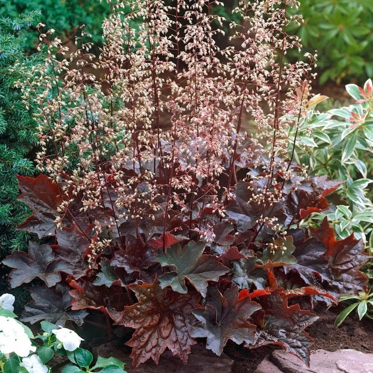 Purple Coral Bells Heuchera Seeds for Planting - Heirloom, NON-GMO Flower Seeds - Shade-Loving Perennial Dhara Seeds