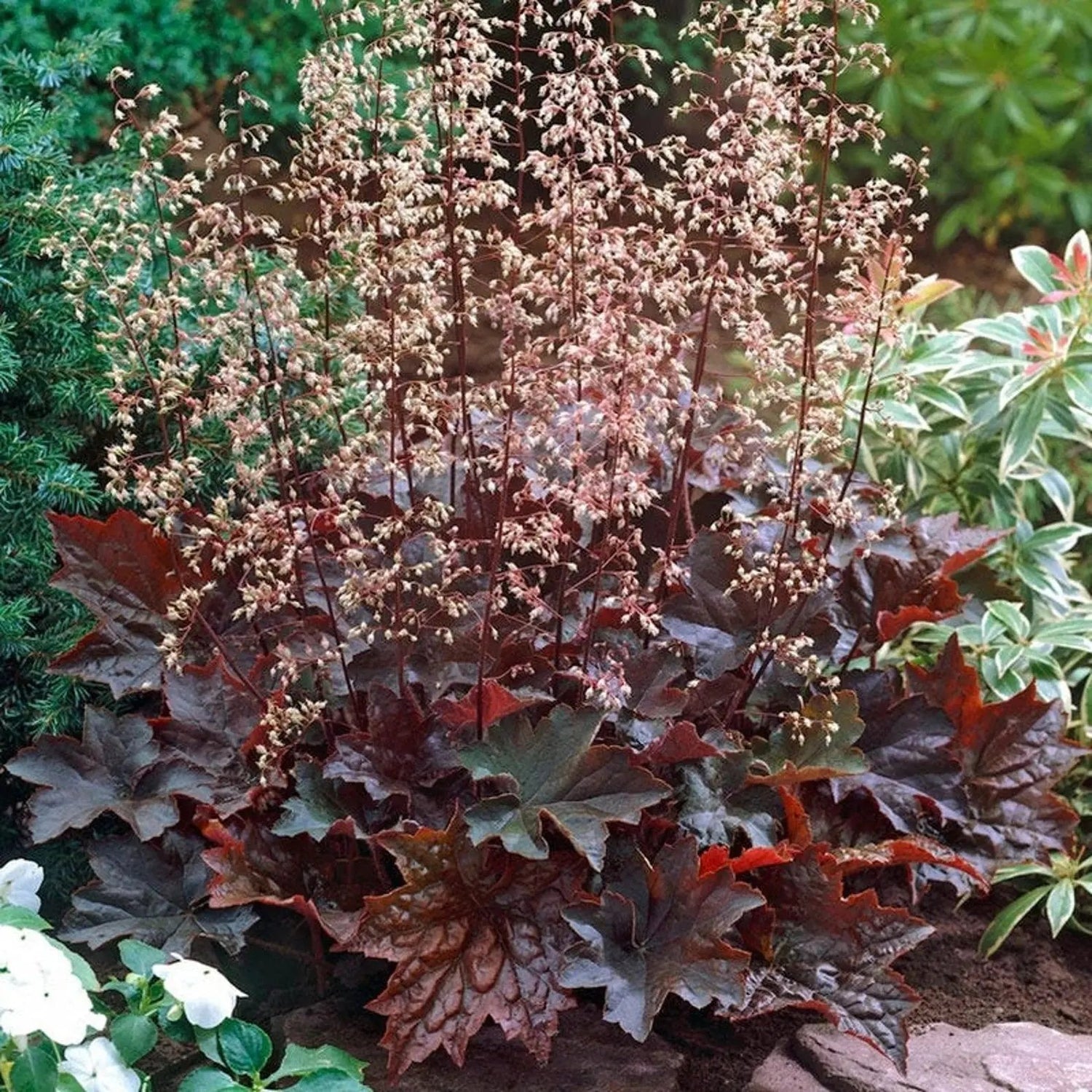 Purple Coral Bells Heuchera Seeds for Planting - Heirloom, NON-GMO Flower Seeds - Shade-Loving Perennial for planting in home garden
