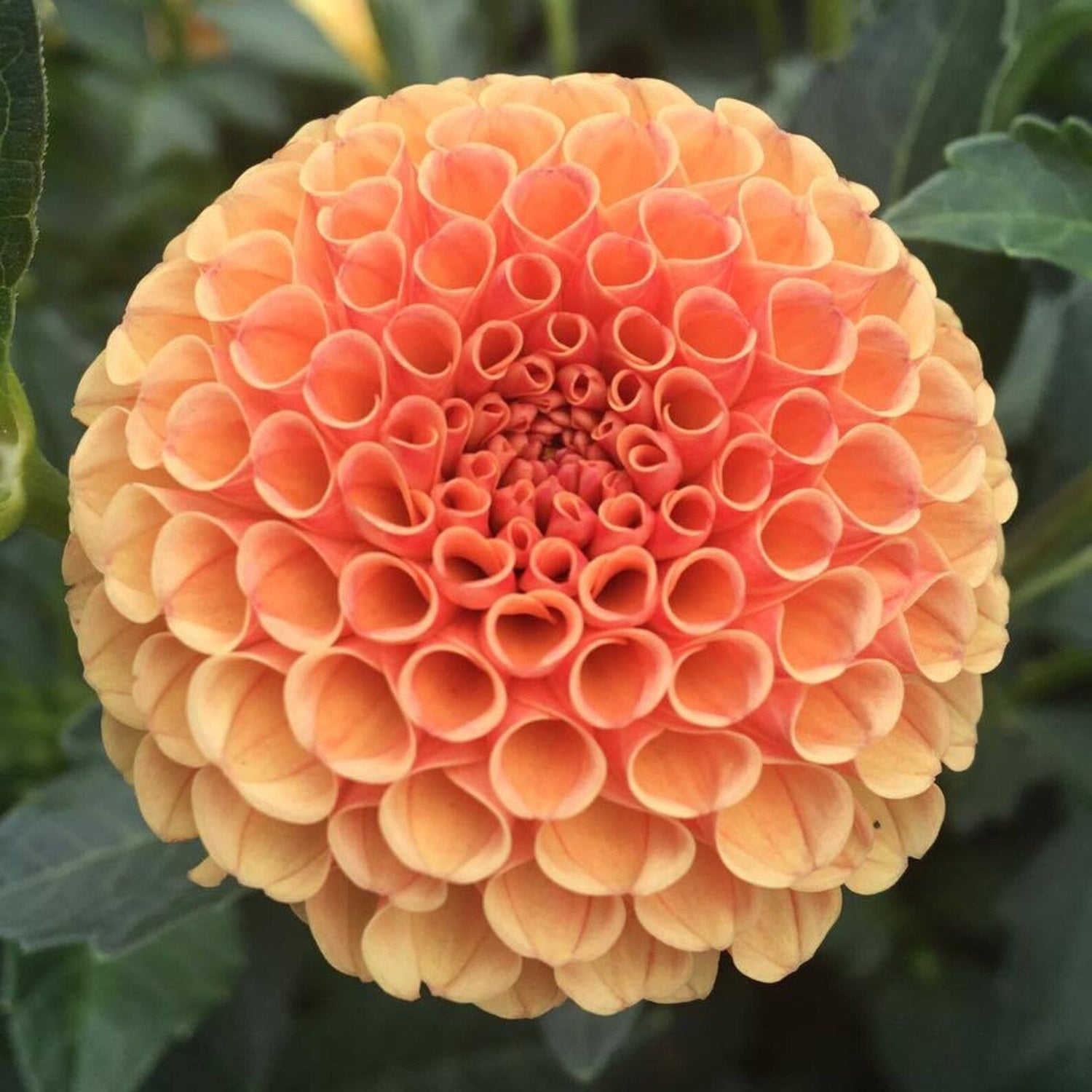 Amber Queen Perennial Dahlia Seeds D005 – Heirloom, Non-GMO, High Germination Organic Garden Seeds