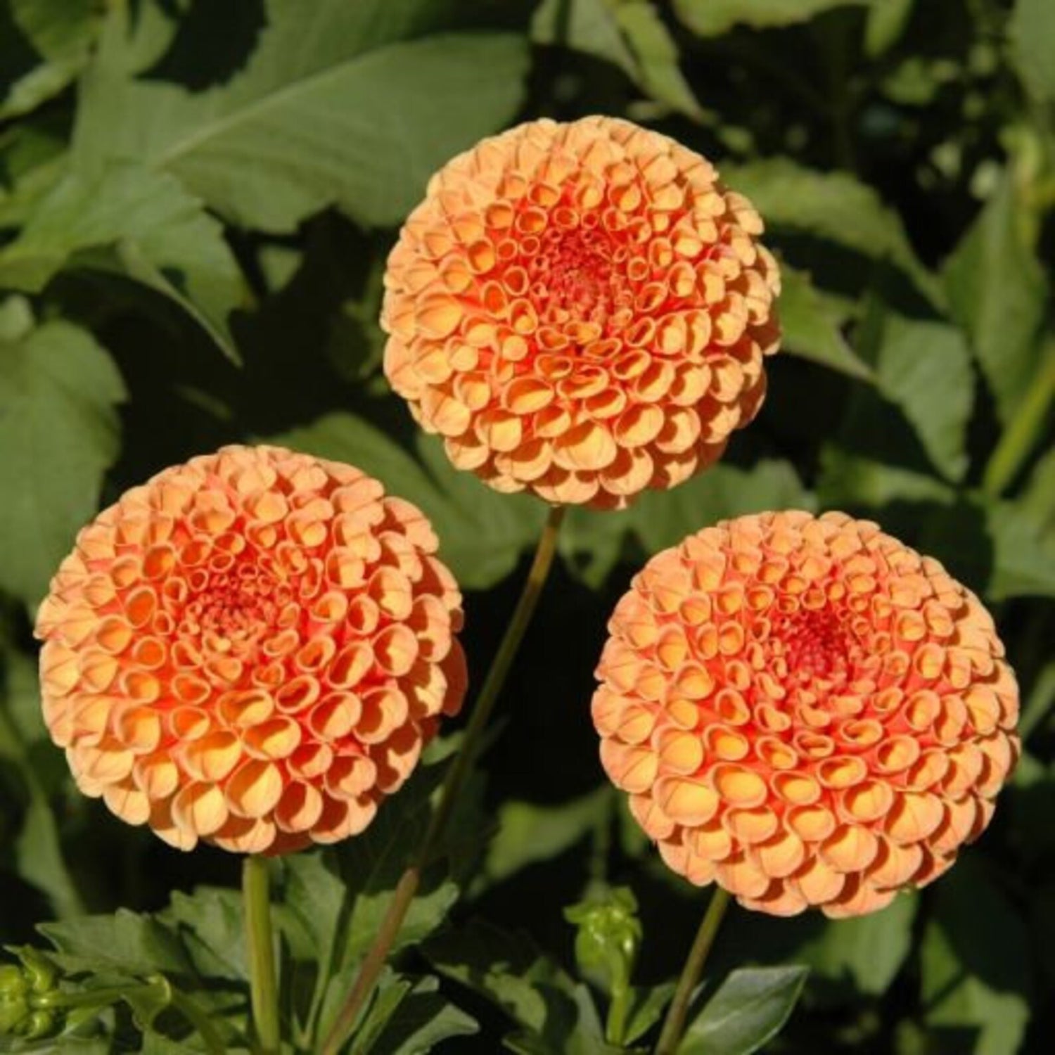 Amber Queen Perennial Dahlia Seeds D005 – Heirloom, Non-GMO, High Germination Organic Garden Seeds