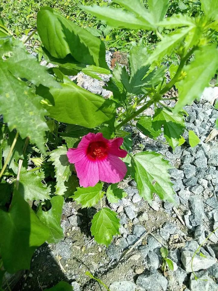 Hibiscus Cannabinus Flower Seeds for Planting - Heirloom and Non-GMO Garden Seeds Dhara Seeds