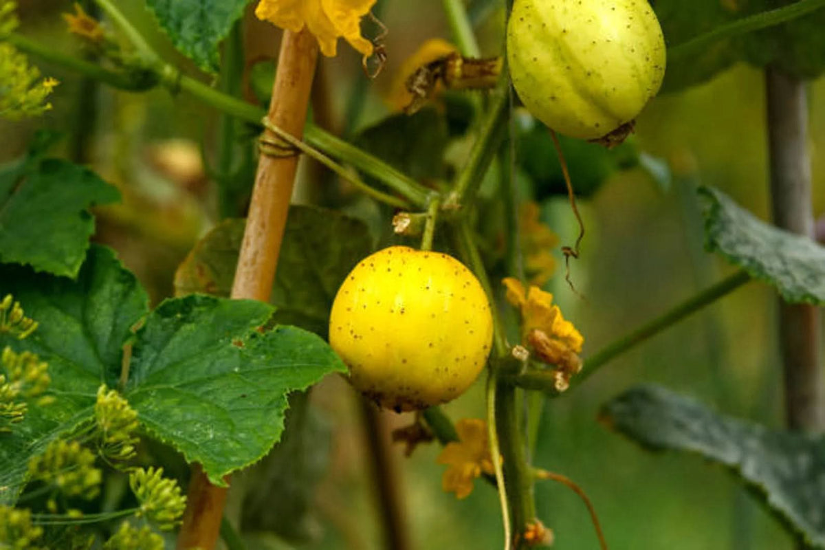 Lemon crystal cucumber seeds for heirloom gardens