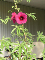 Hibiscus Cannabinus Flower Seeds for Planting - Heirloom and Non-GMO Garden Seeds Dhara Seeds