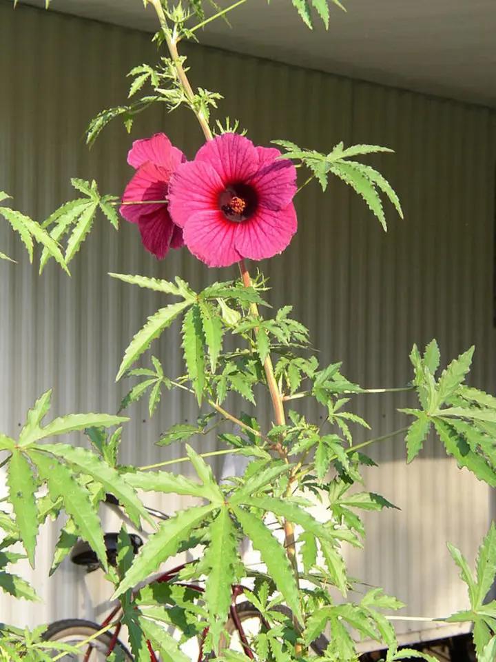 Hibiscus Cannabinus Flower Seeds for Planting - Heirloom and Non-GMO Garden Seeds Dhara Seeds