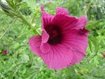 Hibiscus Cannabinus Flower Seeds for Planting - Heirloom and Non-GMO Garden Seeds for planting in home garden