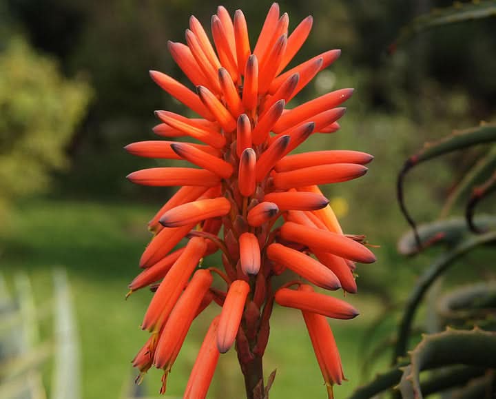 Krantz Aloe Plant Seeds for Healing and Medicinal Gardens – Fresh Herb for Your Garden