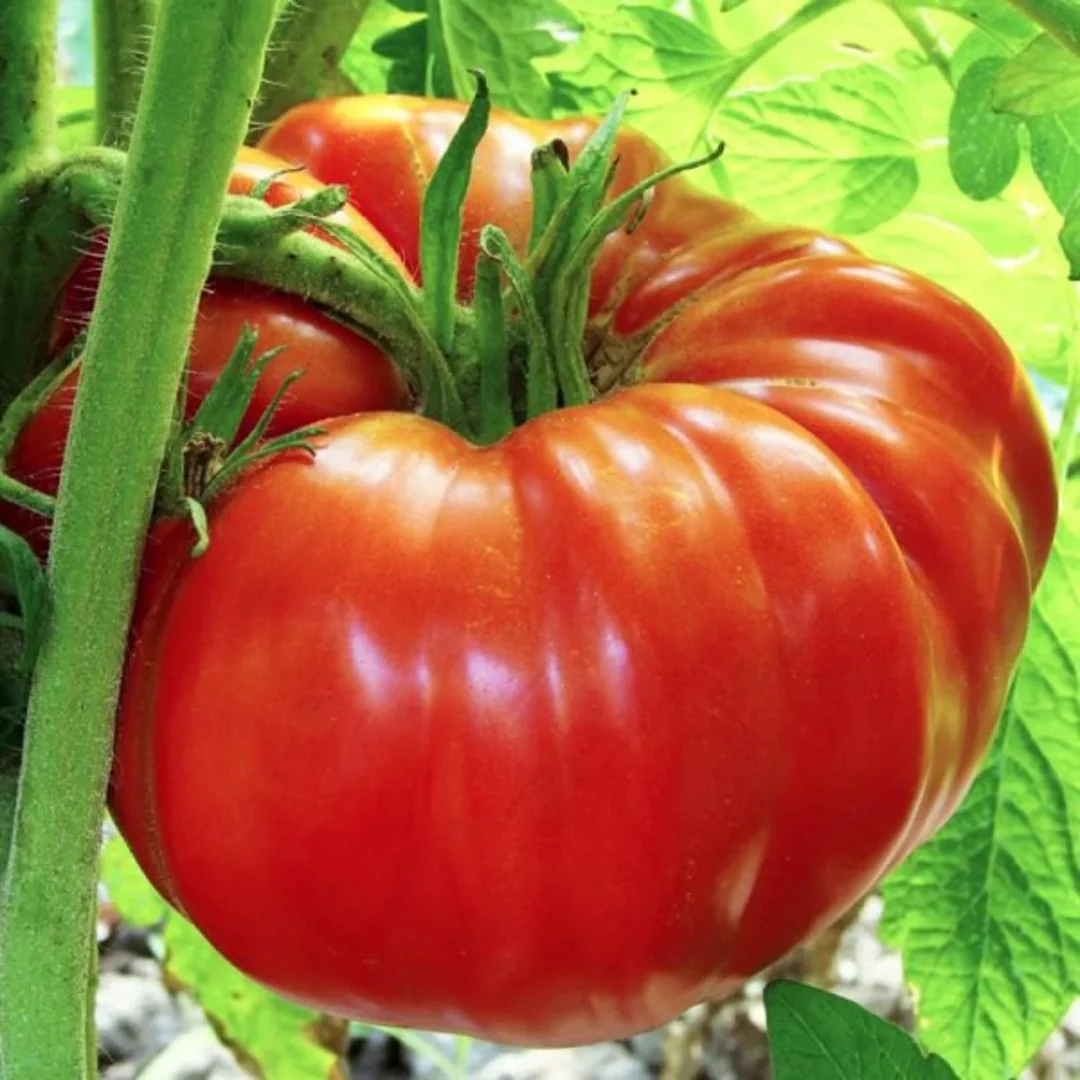Giant Red Tomato Vegetable Seeds for Planting heirloom & Non-GMO Seeds