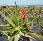 Krantz Aloe Plant Seeds for Healing and Medicinal Gardens Scientific Name Placeholder for planting in home garden