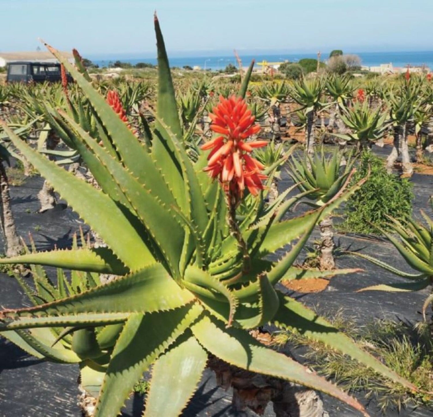 Krantz Aloe Plant Seeds for Healing and Medicinal Gardens Scientific Name Placeholder for planting in home garden