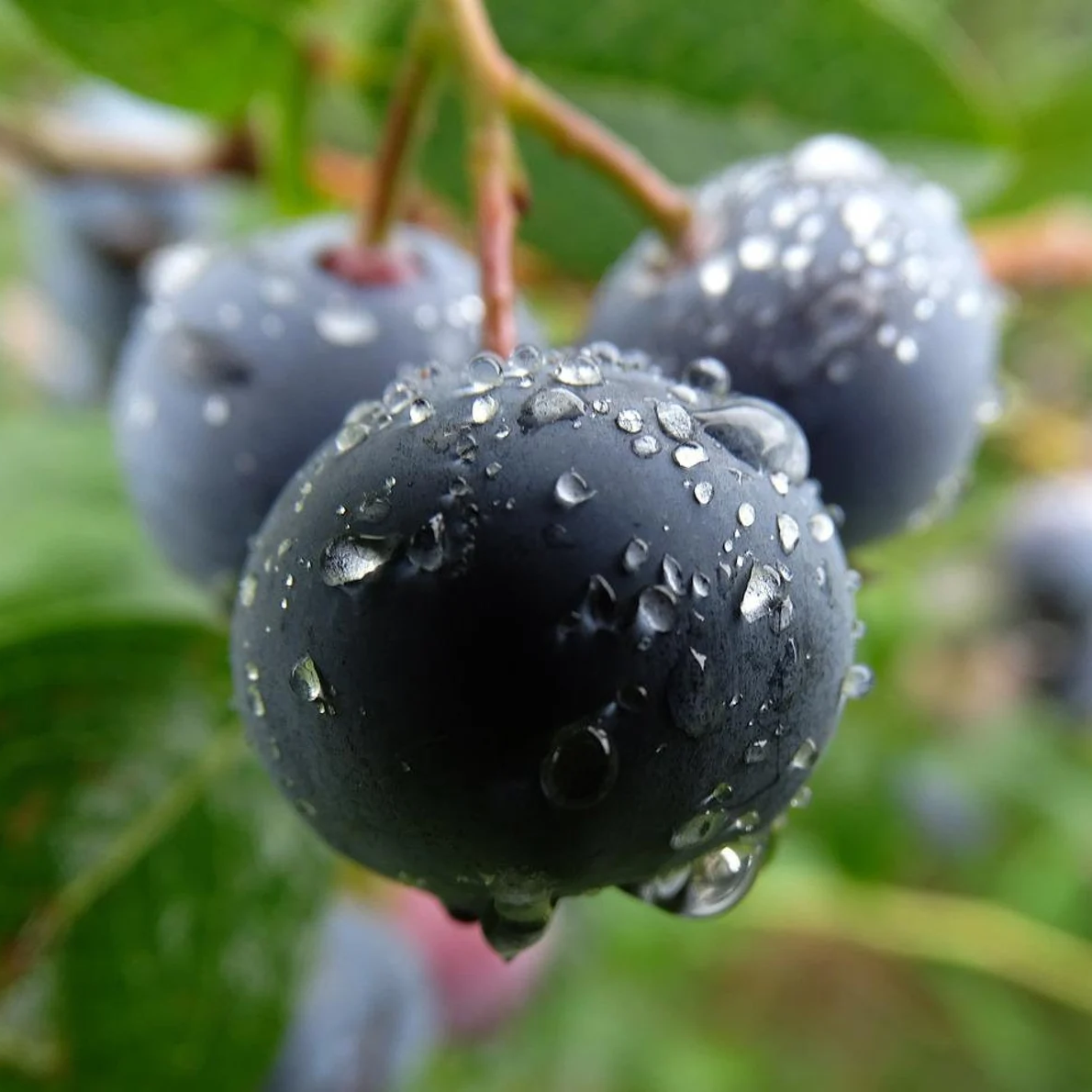 Dusk Huckleberry Seeds or Seeds Flower Flower Seeds – Heirloom, Non-GMO, High Germination Organic Garden Seeds