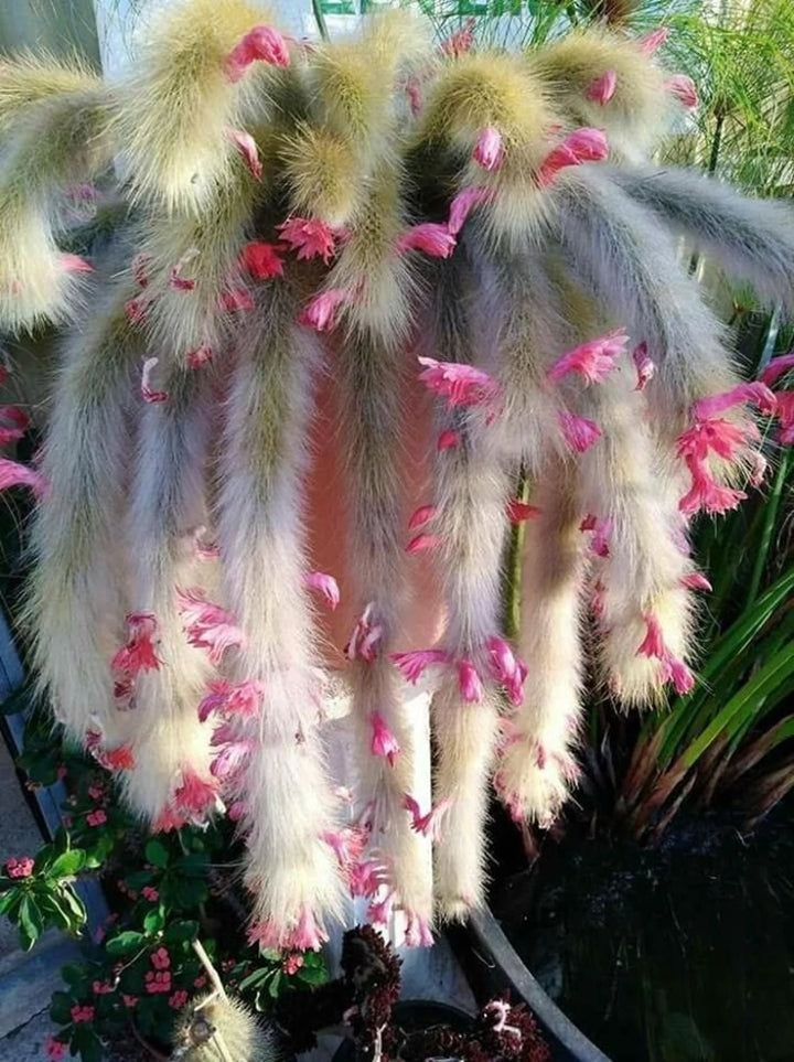 Hildewintera Colademononis- Monkey Tail Cactus - Cactus Plant Seeds for Planting - 100