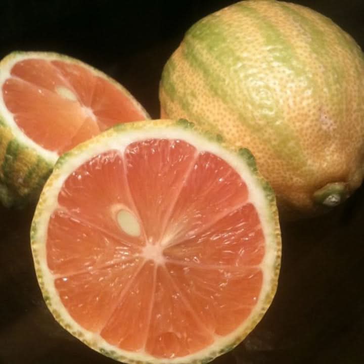 Pink Eureka Lemon variegated Fruit Seeds for Planting Refreshing and Zesty Citrus Fruits