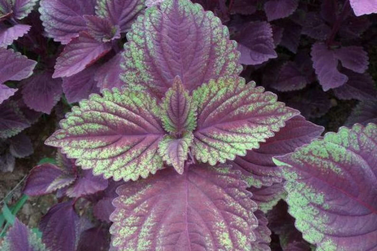Purple & Green Shiso Seeds for Planting-apanese Basil Perilla frutesce Scientific Name Placeholder for planting in home garden