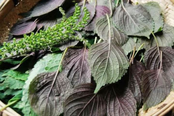 Purple & Green Shiso Seeds for Planting-apanese Basil Perilla frutesce