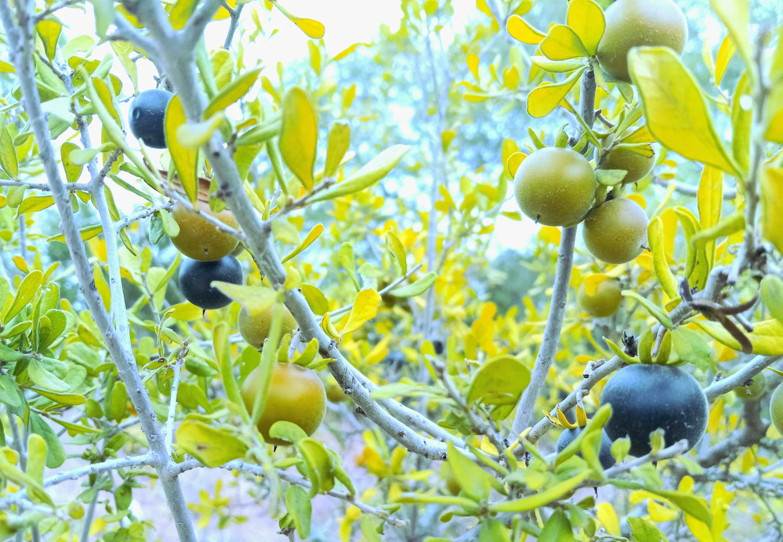 Texas persimmon Diospyros texana seeds for native garden