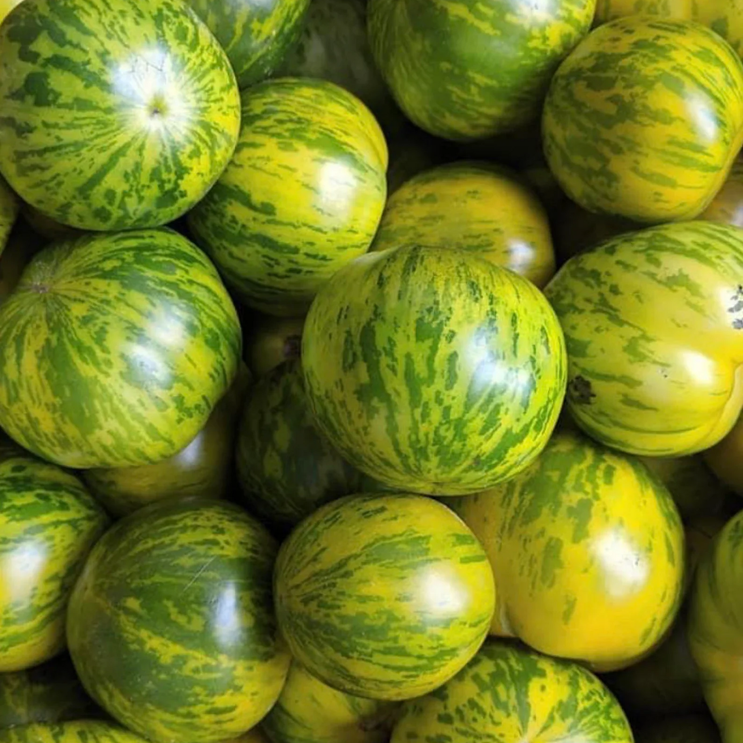 Green White Tomato Seeds for Planting