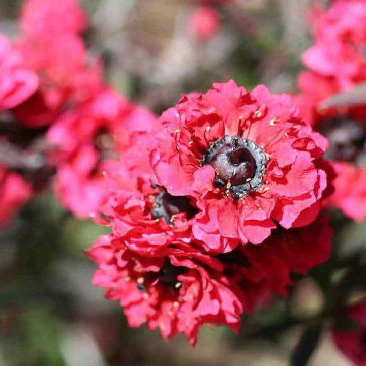 Pink Manuka Honey Teatree Leptospermum Scoparium Flower Seeds for Planting - 100